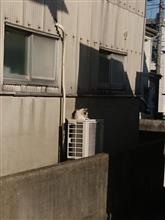 &#39;22 野良猫日記 其の三十四　～ 洗車 ～