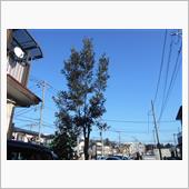 伐採・・・続き・・・