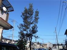 伐採・・・続き・・・