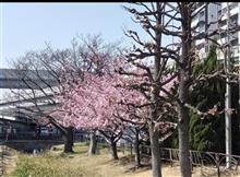 梅が咲いた