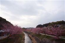 河津桜