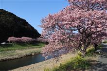 河津桜と菜の花を見に行く