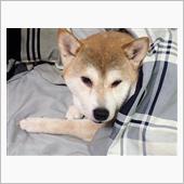 お散歩できました