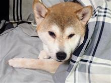 お散歩できました