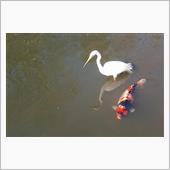 週末鳥撮りレポート（3月第1 ...