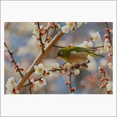 週末鳥撮りレポート（3月第1 ...