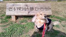 ハッピー号がない！    #犬 #ハッピー #ミニチュアダックスフント #新川崎 #さいわいふるさと公園 #寒緋桜