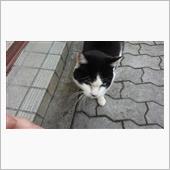 今朝のにゃんこ 22.03. ...