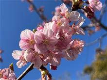 南伊豆：河津桜！