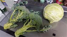 お散歩ついでの買い物