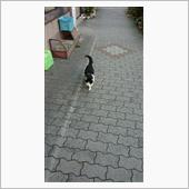 今朝のにゃんこ 22.03. ...