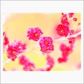 💐🌸春の花園巡りNo.1 ...