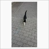 今朝のにゃんこ 22.03. ...