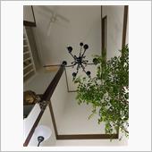 家の中の緑も春らしくなって来 ...