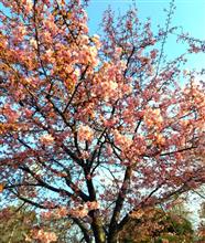 別所沼公園の河津桜とご近所さんの梅♪