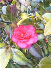 「山茶花」もそろそろ終わりそうでした。