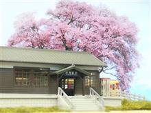 懐かしい電話ボックス…🌺