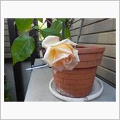 薔薇の仕込み　追肥