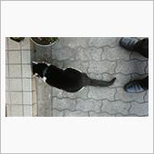 今朝のにゃんこ 22.03. ...
