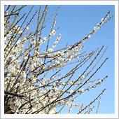 梅は咲いたか　桜はまだかいな♪
