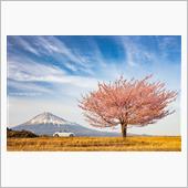 静岡県、東奔西走春花巡り