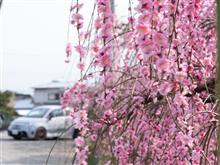 アバルト595シフトチェンジ修行で松田桜まつりへ