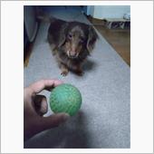 珍しくボールで遊んで貰えた。 ...