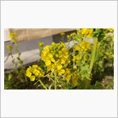 菜の花　-第8食-