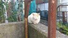 &#39;22 野良猫日記 其の三十七　～ 長期戦 ～