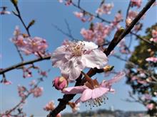 倉敷川千本桜の河津桜が開花
