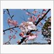 倉敷川千本桜の河津桜が開花