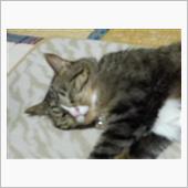 今日はこんなことを。