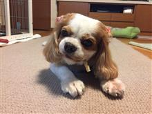チョコは床屋さんに行きました