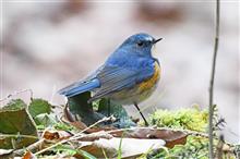 この冬の野鳥をまとめて　2021-2022