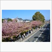 伊豆ではない河津桜。