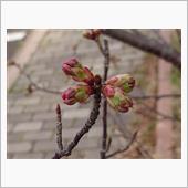 春うらら … 4月9日 は  ...