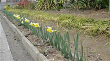 22/3/13水仙が咲き始めました