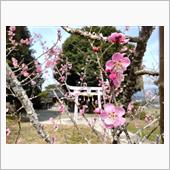 小さな神社の梅