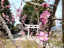 小さな神社の梅