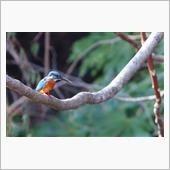 週末鳥撮りレポート（3月第2 ...
