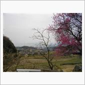 梅は咲いたが～、桜はまだかい ...