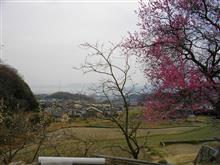 梅は咲いたが～、桜はまだかいな～♪