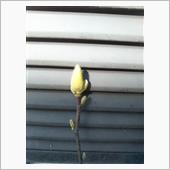 「こぶし」花が咲きました🎵