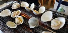 春の九十九里でハマグリと酒蔵探訪