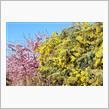 2022/3/6　静豊園へ満開のミモザと河津桜を・・・