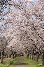 桜の写真 -①-