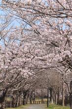 桜の写真 -②-