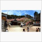 大縣神社梅園へ・・・今日は夏 ...