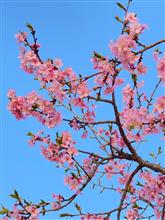 河津桜と、ちょこっとお出掛け♪