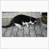 今朝のにゃんこ 22.03. ...